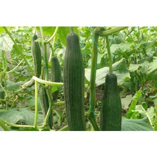 Compra PEPINO ESTRADA F-1 (1.000 Semillas) en la tienda online Fito Agrícola