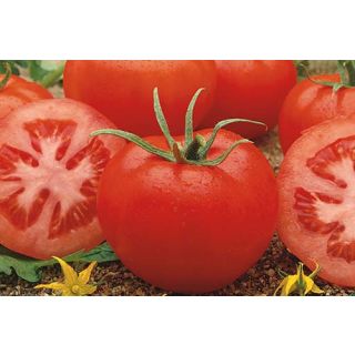 Compra TOMATE RUNNER F1 (1.000 Semillas) en la tienda online Fito Agrícola