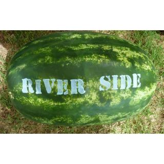 Compra SANDÍA RIVERSIDE F1 (1.000 Semillas) en la tienda online Fito Agrícola
