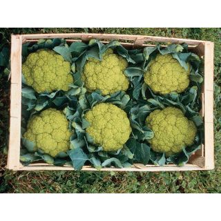 Compra COLIFLOR TREVI F-1 Peliculada (2.500 Semillas) en la tienda online Fito Agrícola