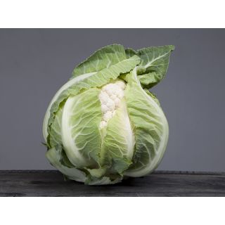 Compra COLIFLOR ARDENT F1 Peliculada (2.500 Semillas) en la tienda online Fito Agrícola