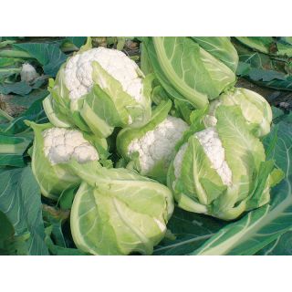 Compra COLIFLOR NARUTO F1 Peliculada (2.500 Semillas) en la tienda online Fito Agrícola