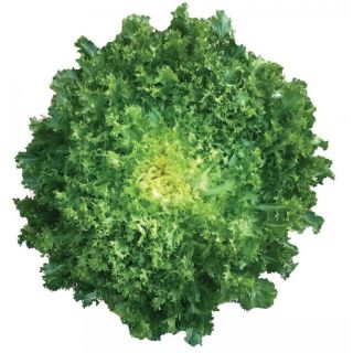 Compra ESCAROLA BEAUTY (5.000 Semillas) en la tienda online Fito Agrícola