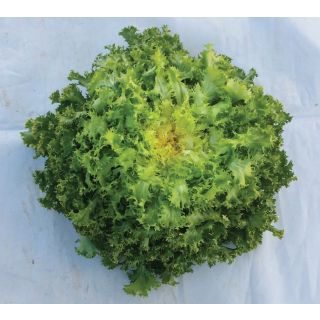 Compra ESCAROLA STESSY (5.000 Semillas) en la tienda online Fito Agrícola