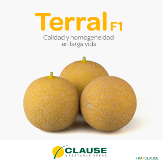 Compra MELÓN TERRAL F1 (1000 Semillas). en la tienda online Fito Agrícola