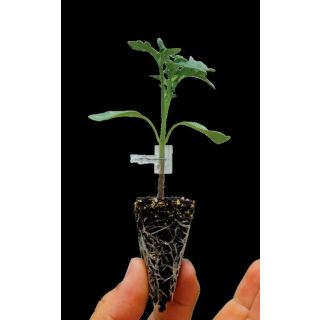 Compra TOMATE DEFENSOR F1 (1000 Semillas). en la tienda online Fito Agrícola