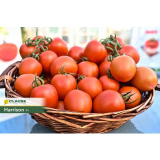 Compra TOMATE HARRISON F1 (1000 Semillas). en la tienda online Fito Agrícola