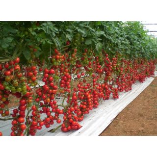 Compra TOMATE GENIO F1 (1000 Semillas). en la tienda online Fito Agrícola