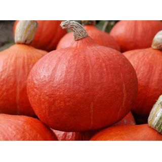 Compra CALABAZA ORANGE SUMMER F1 (1000 Semillas). en la tienda online Fito Agrícola