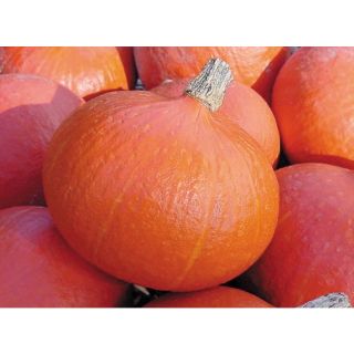 Compra CALABAZA UCHIKI KURI F1 ECOLÓGICA (1000 Semillas). en la tienda online Fito Agrícola