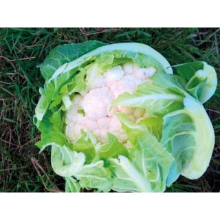 Compra COLIFLOR BIELIC F1 (2.500 Semillas). en la tienda online Fito Agrícola