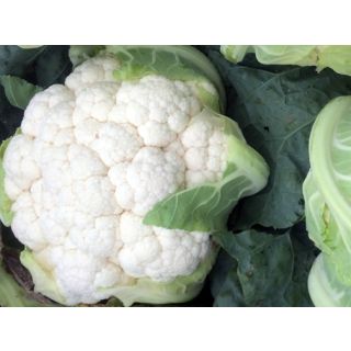 Compra COLIFLOR BOREALIS F1 (2.500 Semillas). en la tienda online Fito Agrícola