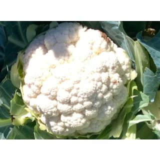 Compra COLIFLOR CHIONE F1 (2.500 Semillas). en la tienda online Fito Agrícola