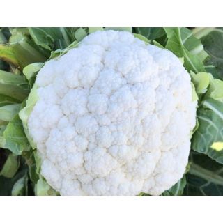 Compra COLIFLOR MAIMON F1 (2.500 Semillas). en la tienda online Fito Agrícola