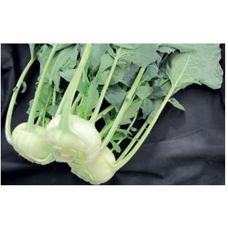 Compra COLIRRÁBANO SOLARES F1 (5.000 Semillas) en la tienda online Fito Agrícola