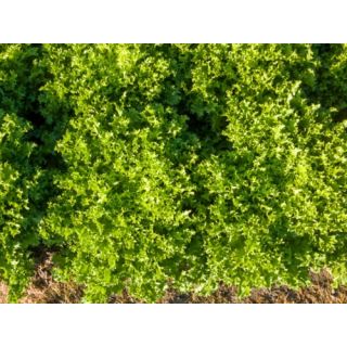 Compra ESCAROLA SIMBARI Pildorada (10.000 Semillas) en la tienda online Fito Agrícola