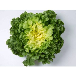 Compra ESCAROLA VENANCE Pildorada (10.000 Semillas) en la tienda online Fito Agrícola