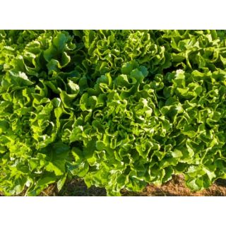 Compra ESCAROLA PERFORMANCE Pildorada (10.000 Semillas) en la tienda online Fito Agrícola