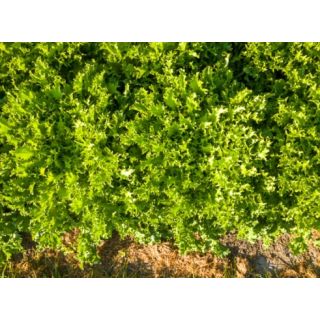 Compra ESCAROLA COMANECI Pildorada (10.000 Semillas) en la tienda online Fito Agrícola