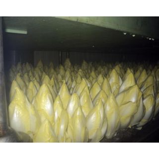 Compra ENDIBIA FLEXINE F1 Vilseed (100.000 Semillas). en la tienda online Fito Agrícola