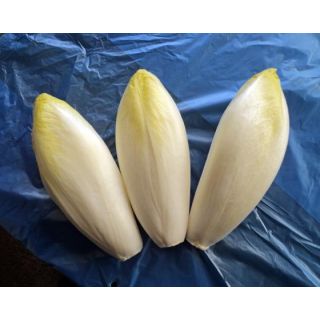 Compra ENDIBIA SIXTINE F1 Vilseed (100.000 Semillas). en la tienda online Fito Agrícola