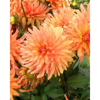 Compra DALIA AUTUMN FAIRY (10 Unid.). en la tienda online Fito Agrícola