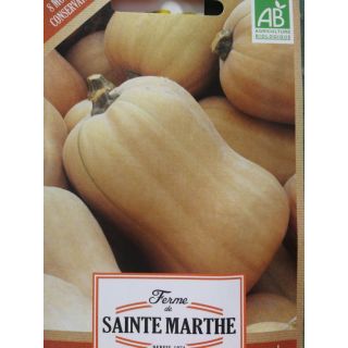 Compra CALABAZA MUSQUEE BUTTERNUT AB (15 Semillas). en la tienda online Fito Agrícola