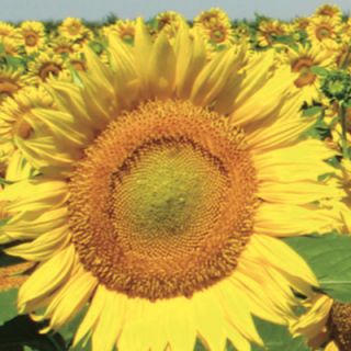 Compra GIRASOL SEGUIRIYA F1 (150.000 Semillas) en la tienda online Fito Agrícola