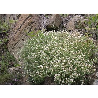 Compra BOCHA PELUDA (10 gr.). en la tienda online Fito Agrícola