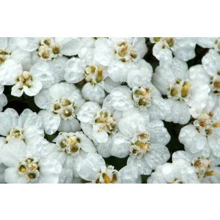 Compra MILENRAMA (100 gr.). en la tienda online Fito Agrícola