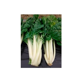 Compra ACELGA VERDE CORTA Sel. América (500 gr.) en la tienda online Fito Agrícola