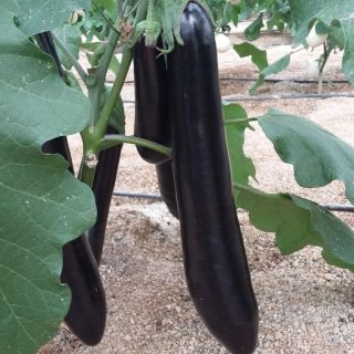 Compra BERENJENA YUKATAN F1 (500 Semillas). en la tienda online Fito Agrícola