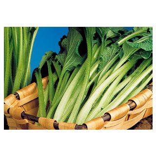 Compra BORRAJA FLOR BLANCA (500 gr.) en la tienda online Fito Agrícola