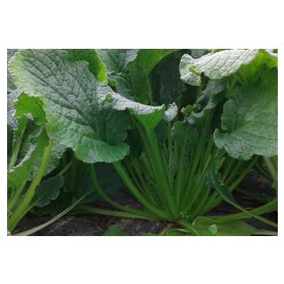 Compra BORRAJA MOVERA (500 gr.). en la tienda online Fito Agrícola