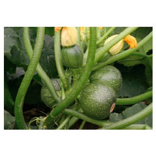 Compra CALABACÍN EIGHT BALL F1 (500 Semillas). en la tienda online Fito Agrícola