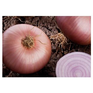 Compra CEBOLLA COLORADA DE FIGUERAS Pildorada (25.000 Semillas) en la tienda online Fito Agrícola