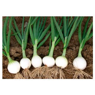 Compra CEBOLLA PISA F-1 (100 gr.). en la tienda online Fito Agrícola