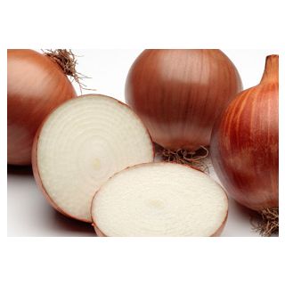 Compra CEBOLLA CÍCLOPE Calibrada (100.000 Semillas) en la tienda online Fito Agrícola