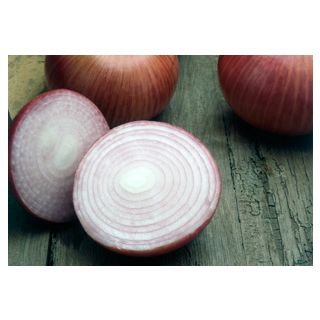 Compra CEBOLLA MORADA DE AMPOSTA Pildorada (25.000 Semillas) en la tienda online Fito Agrícola