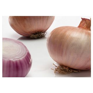 Compra CEBOLLA TURMALINA (100 gr.). en la tienda online Fito Agrícola