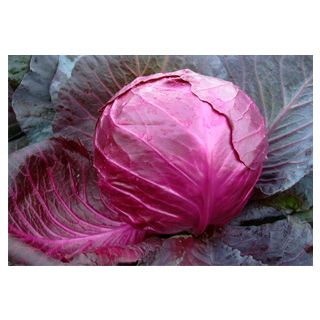 Compra COL LOMBARDA SUPER RED F1 (2.500 Semillas) en la tienda online Fito Agrícola