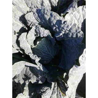 Compra COL CONSULATE F1 (2.500 Semillas) en la tienda online Fito Agrícola