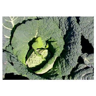 Compra COL RESOLUTION F1 (2.500 Semillas) en la tienda online Fito Agrícola