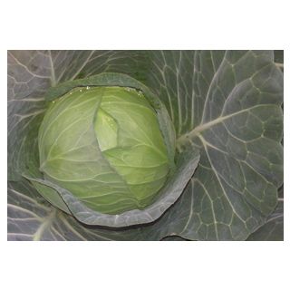 Compra COL VALERIA F1 (2.500 Semillas) en la tienda online Fito Agrícola