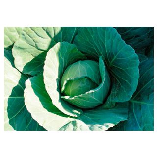 Compra COL RARE BALL F1 (2.500 Semillas) en la tienda online Fito Agrícola