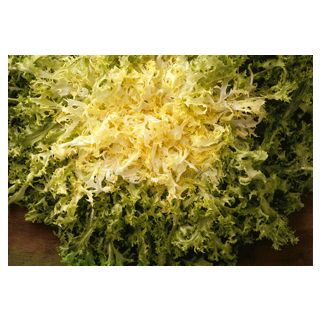 Compra ESCAROLA CABELLO DE ÁNGEL R.A. Pildorada (5.000 Semillas) en la tienda online Fito Agrícola