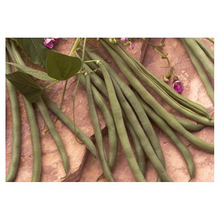 Compra JUDÍA EMILIA (1.000 Semillas) en la tienda online Fito Agrícola