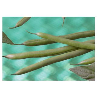 Compra JUDÍA PARKER (1.000 Semillas) en la tienda online Fito Agrícola