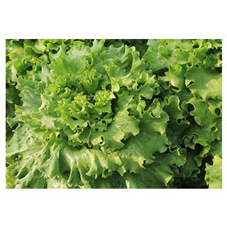 Compra LECHUGA PARRALES Pildorada (5.000 Semillas) en la tienda online Fito Agrícola