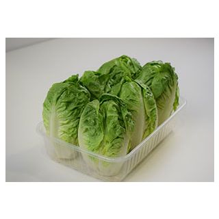 Compra LECHUGA CANDANCHÚ Pildorada (5.000 Semillas) en la tienda online Fito Agrícola